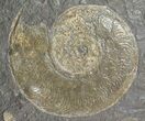 Ammonite Cluster (Harpoceras, Dactylioceras) - Germany #51153-2
